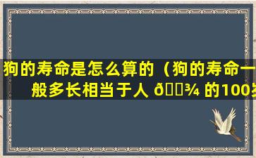 狗的寿命是怎么算的（狗的寿命一般多长相当于人 🌾 的100岁 🐵 ）